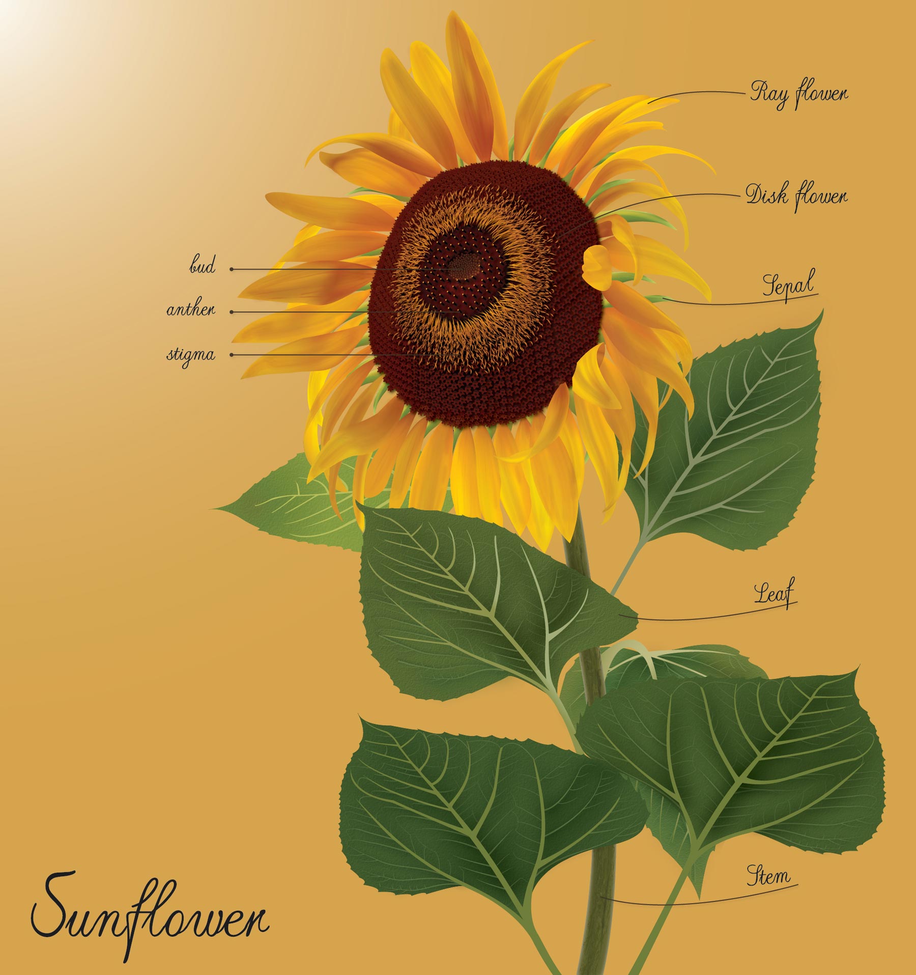 My Sunflower illustration