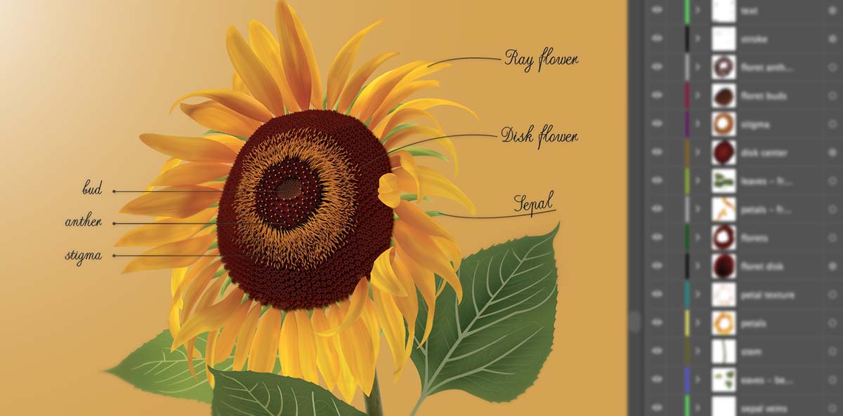 image of Sunflower illustration